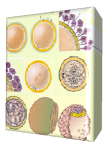 Ovulo, ovocita 1 e 2, morula, blastocisti