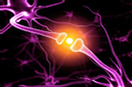Le potature dei neuroni e sinapsi