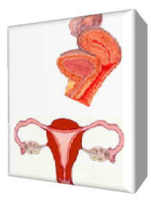 Posizionamento e sezionamento dei genitali femminili